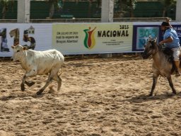 Rodeio Irati 2023